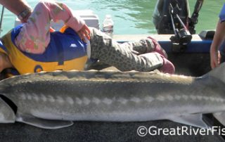 Fraser River Sturgeon