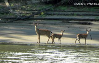 Deer on the Ftaser River