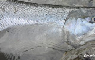 Vedder River Steelhead Fishing