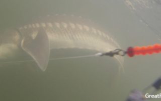 Fraser River Sturgeon Fishing