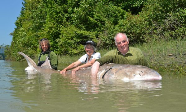 Great River Fishing Adventures biggest sturgeon ever caught by GRFA